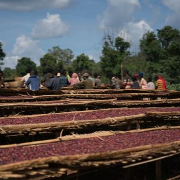 Ethiopia Halo Beriti - Washed Yirgacheffe