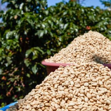 Drying parchment coffee in Guatemala.