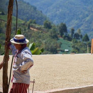 Parchment coffee drying on patio in Guatemala.