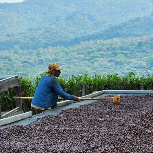 Mauricio Salaverria raking coffee cherry. Photo courtesy of Cafe Imports.