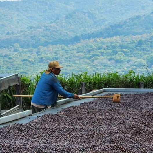 Mauricio Salverria processing coffee in El Salvador. Photo courtesy of Cafe Imports.