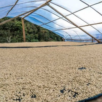 Coffee drying under a parabolic dryer in Perú
