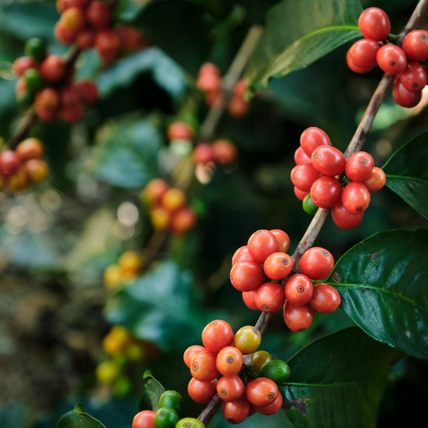 Colombia Pink Bourbon coffee berries on the branch. Photo courtesy of Cafe Imports
