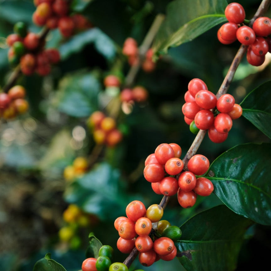 Pink Bourbon berries on the branch in Huila, Colombia. Photo courtesy of Cafe Imports