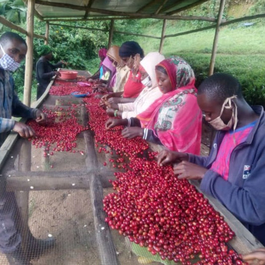 Photo courtesy of Cafe Imports. Rwandan co-op members sorting red coffee cherry on a raised drying bed.