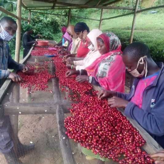 Photo courtesy of Cafe Imports. Rwanda coffee farmers sort ripe red coffee cherry on raised drying bed.