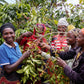 Group of women harvesting coffee beans surrounded by coffee trees.
