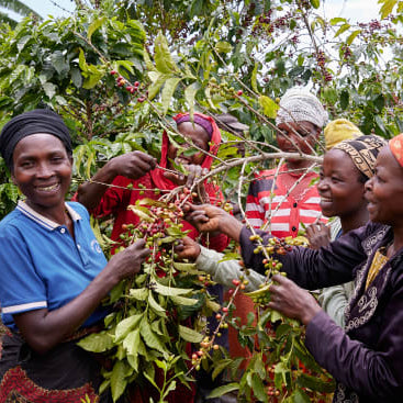Group of women harvesting coffee beans surrounded by coffee trees.