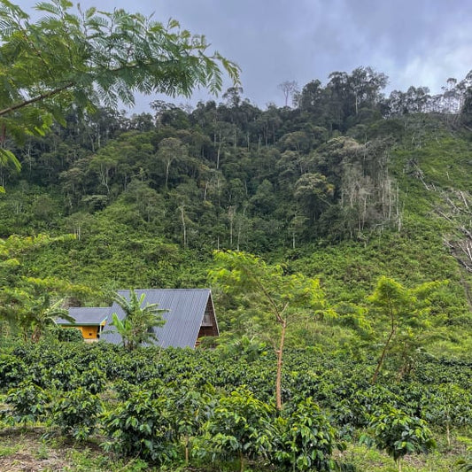 Small cabin nestled among coffee plants on a hilly landscape in Aceh, Sumatra.