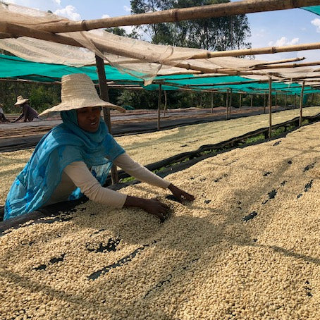 A coffee worker wearing a wide brimmed hat and blue shawl sorting parchment coffee.