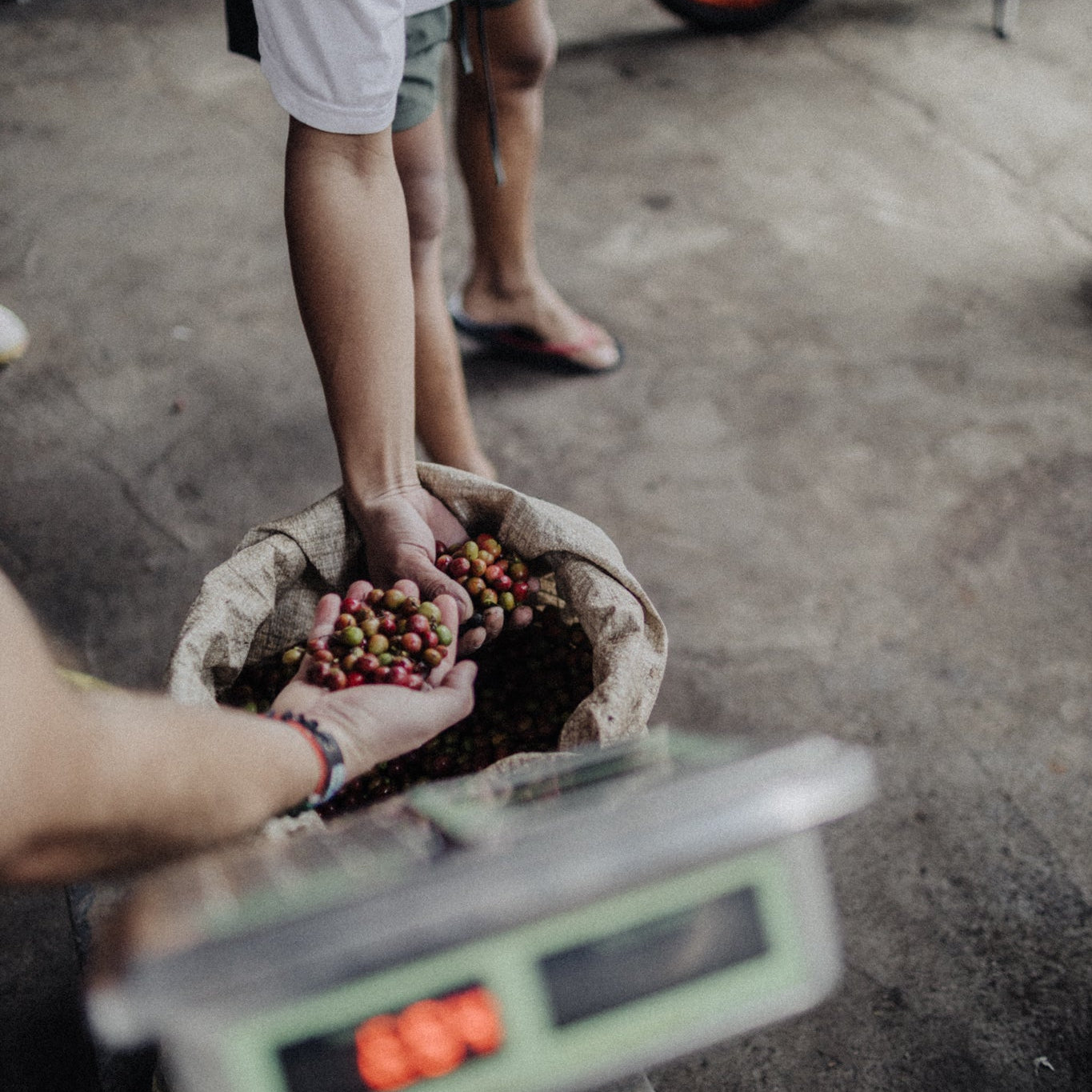Coffee producer weighing their coffee berries on a digital scale at the mill.