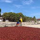Coffee producer sorting red coffee beans under a blue sky with trees in the background
