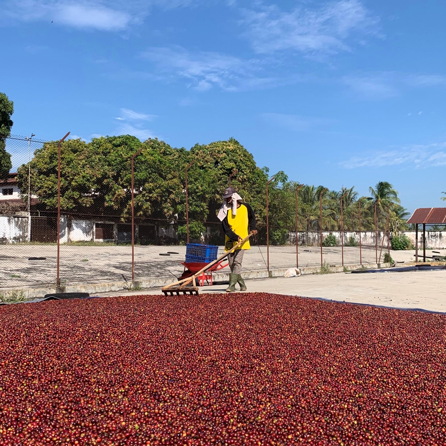 Coffee producer sorting red coffee beans under a blue sky with trees in the background