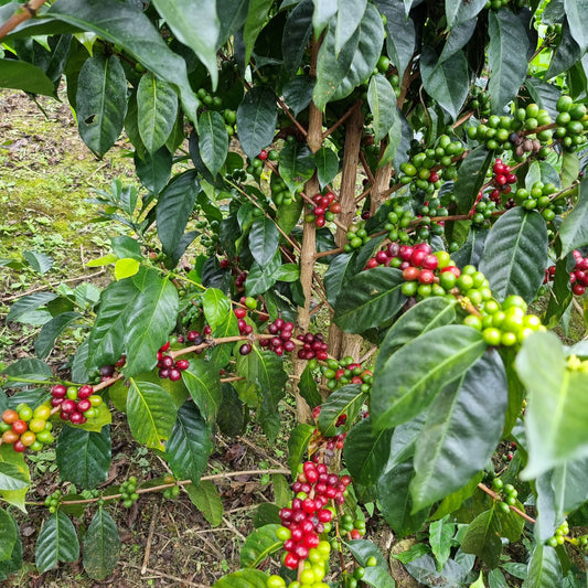 Ripening Geisha variety coffee berries on the shrub.