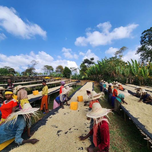 Workers drying and sorting parchment coffee on raised drying beds under a blue sky with trees in the background.
