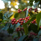 Ripe red coffee cherries on a shrub in Ethiopia.