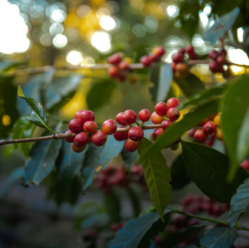 Ripe red coffee cherries on a shrub in Ethiopia.