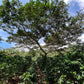 Tree cover over coffee trees on Finca Patzibir.