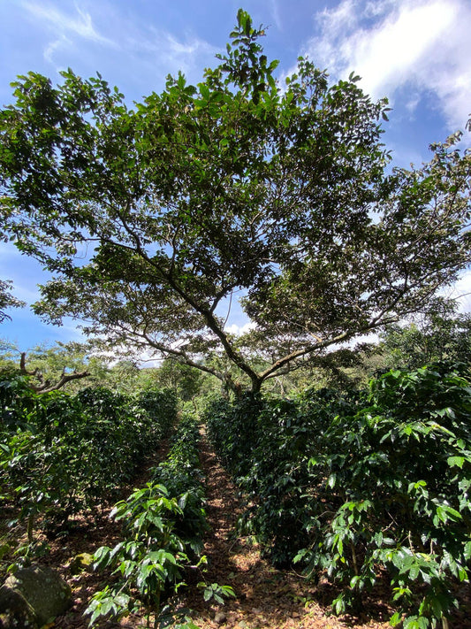 Tree cover over coffee trees on Finca Patzibir.