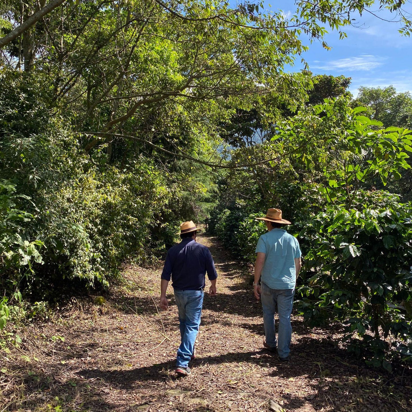 Two coffee producers walking through Finca Patzibir.
