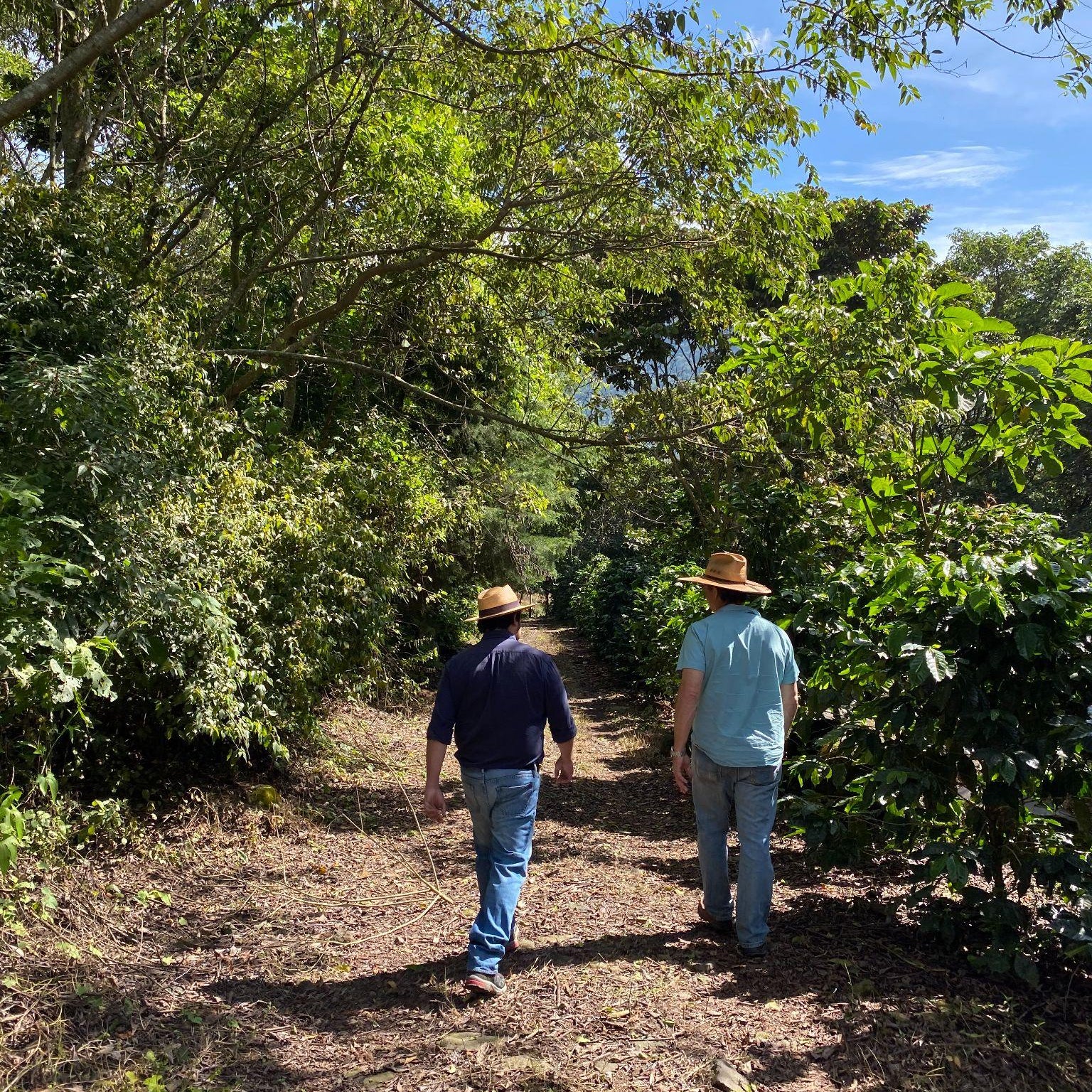 Two coffee producers walking through Finca Patzibir.