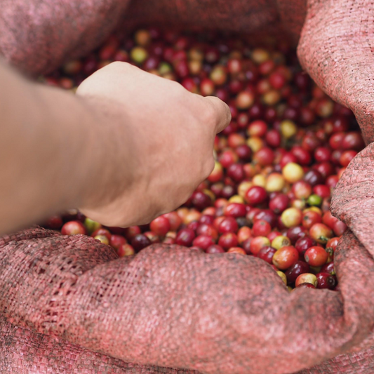 Guatemala San Carlos - Antigua - Washed