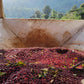 Ripe red coffee cherries collected in a processing mill reservoir. A wooden rake for rotating the cherry is sitting in the bottom right corner.
