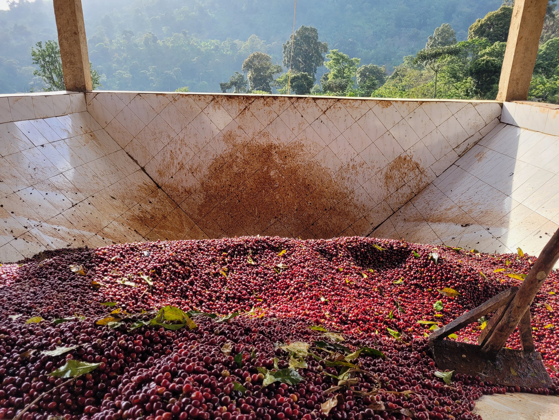 Ripe red coffee cherries collected in a processing mill reservoir. A wooden rake for rotating the cherry is sitting in the bottom right corner.