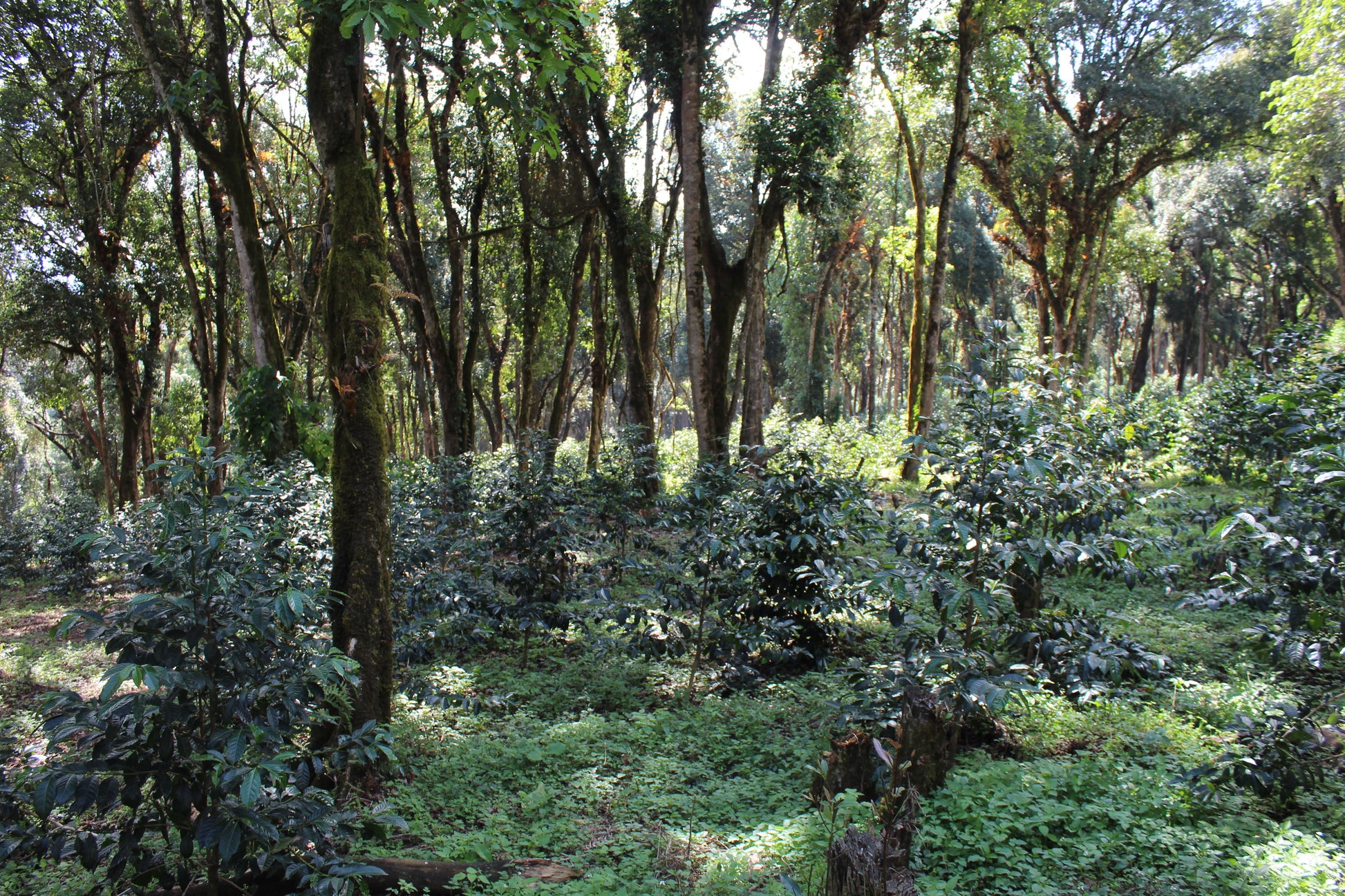Verdant farm with green coffee shrubs surrounded by shade trees and ground plants.