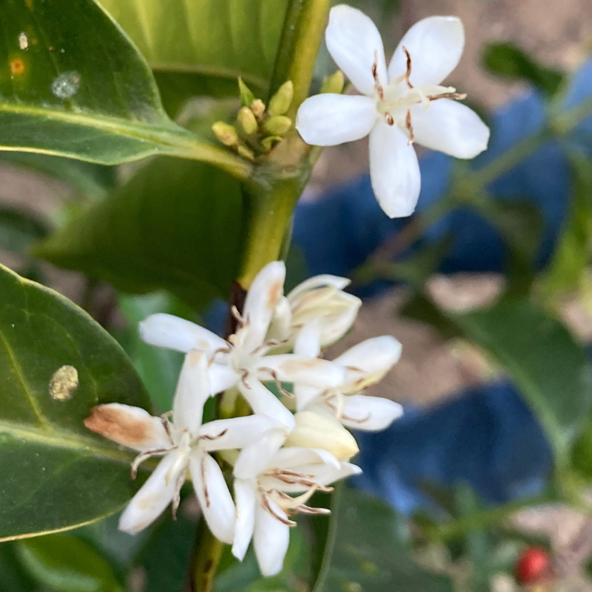 Gesha flowers in Guatemala.