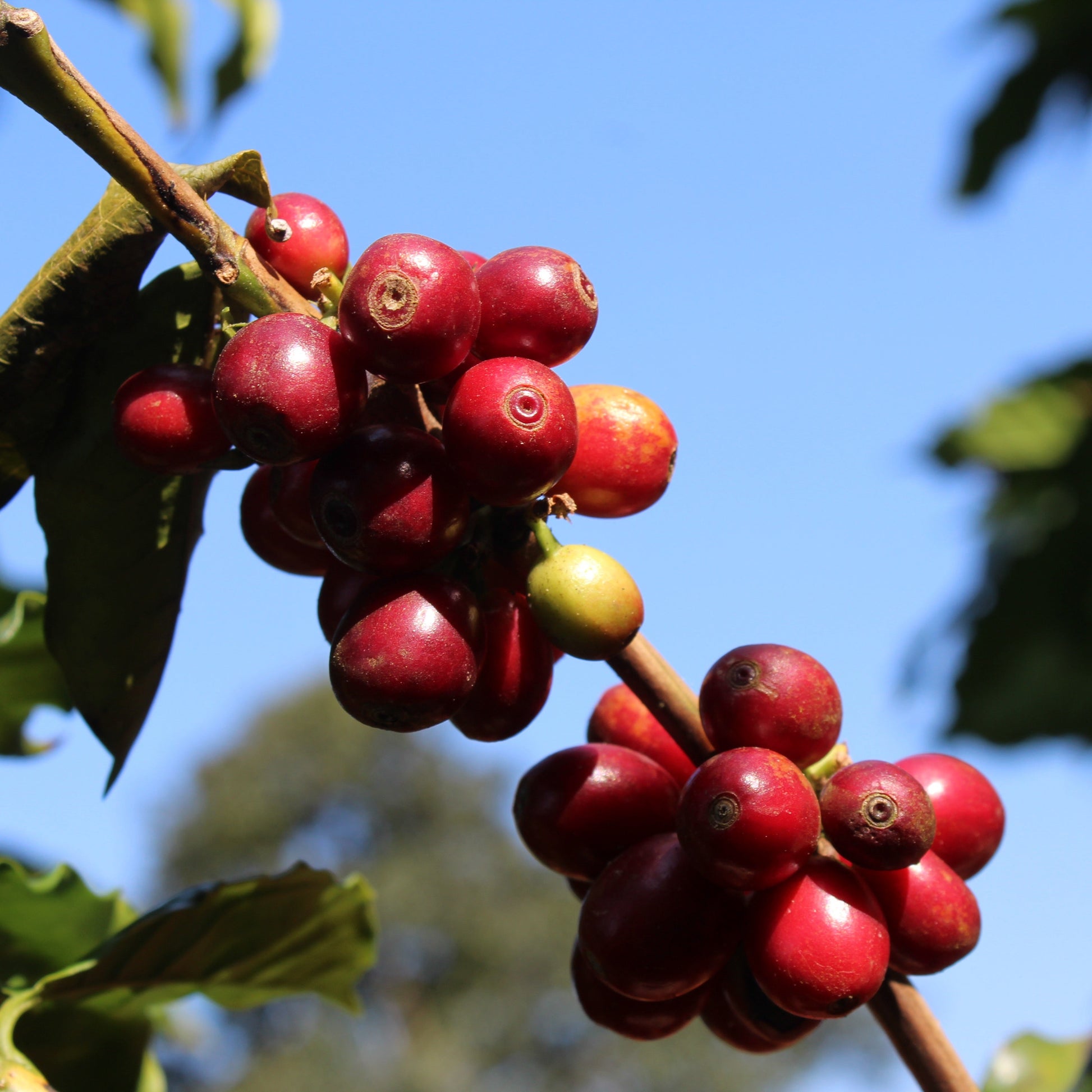 Ripe coffee cherry clusters on the branch.