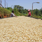 Two coffee workers drying parchment coffee on a raised bed.