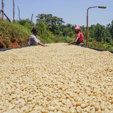Two coffee workers drying parchment coffee on a raised bed.