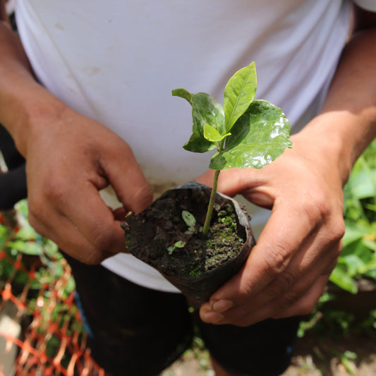 Two hands holding a sprouting coffee plant.