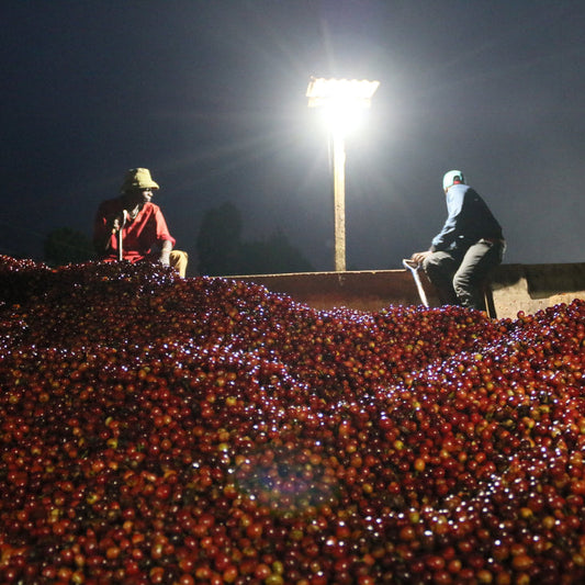 Two coffee mill workers sit at dusk on the wall of a soaking channel filled with freshly picked red coffee berries.