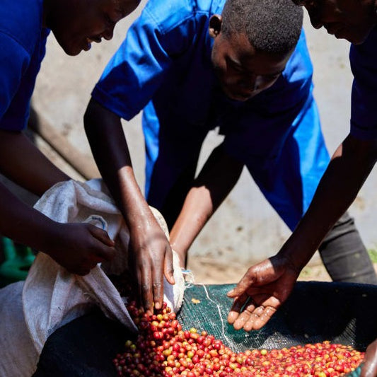Rwanda coffee production. Photo courtesy of Cafe Imports.