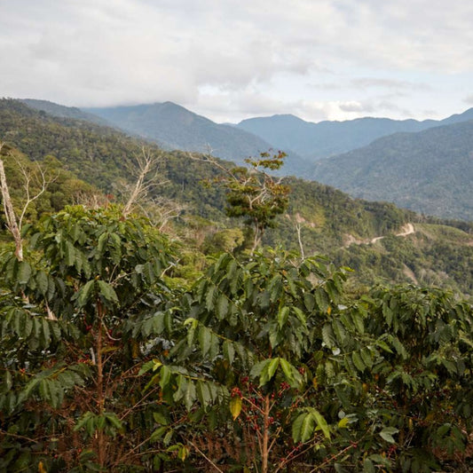 Growing coffee in Bolivia. Photo courtesy of Cafe Imports