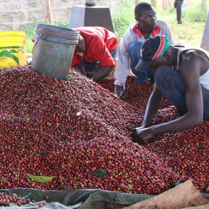 Coffee workers at Karimikui sort freshly-picked red coffee berries under a shade.