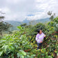Perú El Limón - Maria Nieves - Wholesale